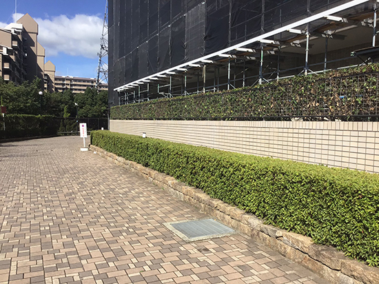 兵庫県宝塚市　マンション　緑地帯の剪定作業