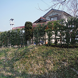 兵庫県宝塚市　個人宅　ラカンマキ（羅漢槇）の生垣植栽