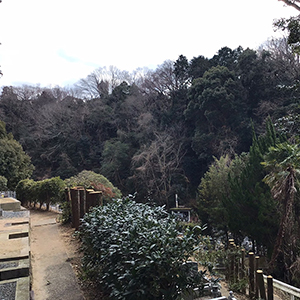 大阪府河内長野市　墓地　倒木の危険性がある木の特殊伐採